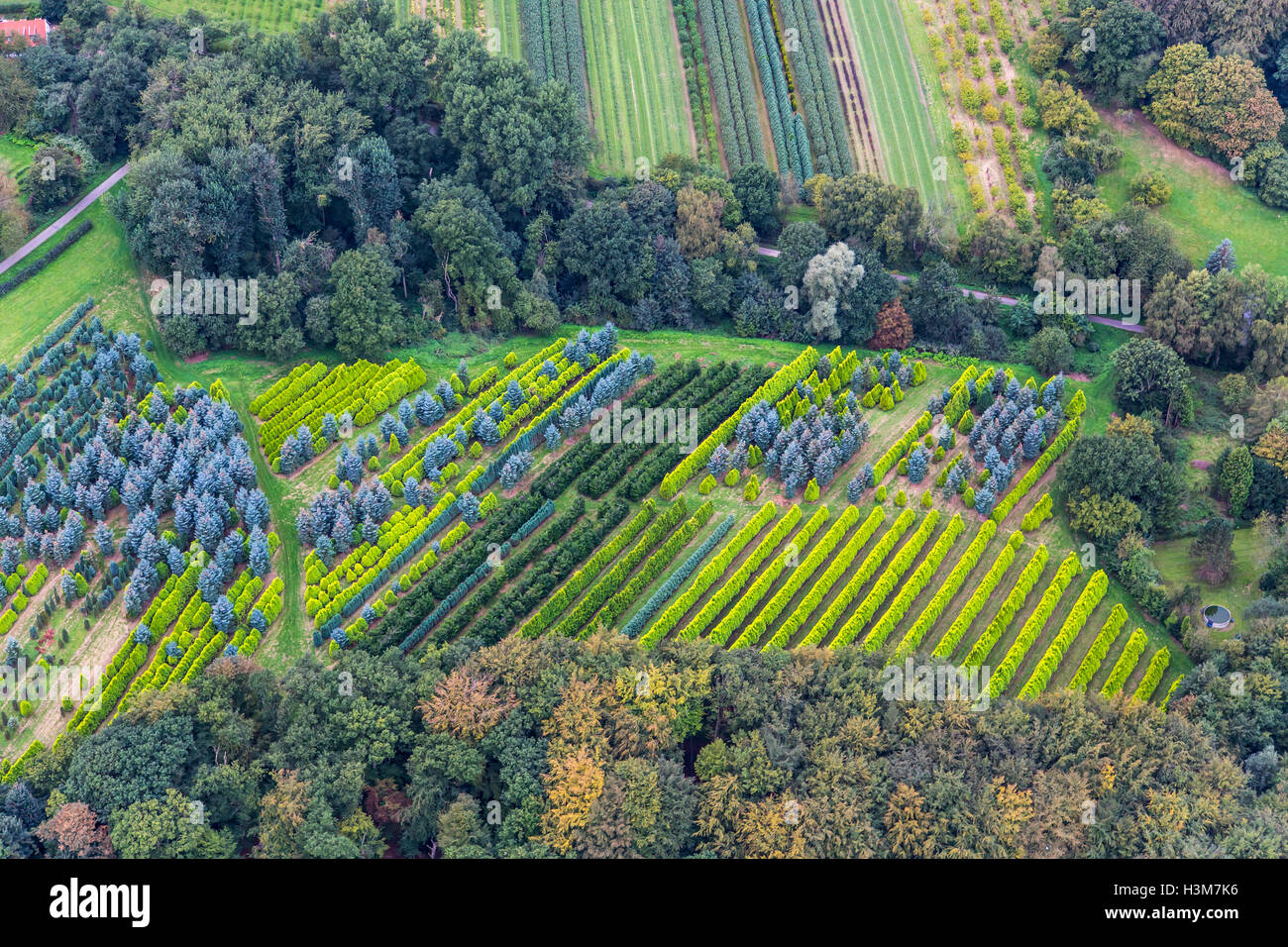Areal view d'une pépinière, différentes plantes, couleurs, formes, structures, Essen, Allemagne Banque D'Images