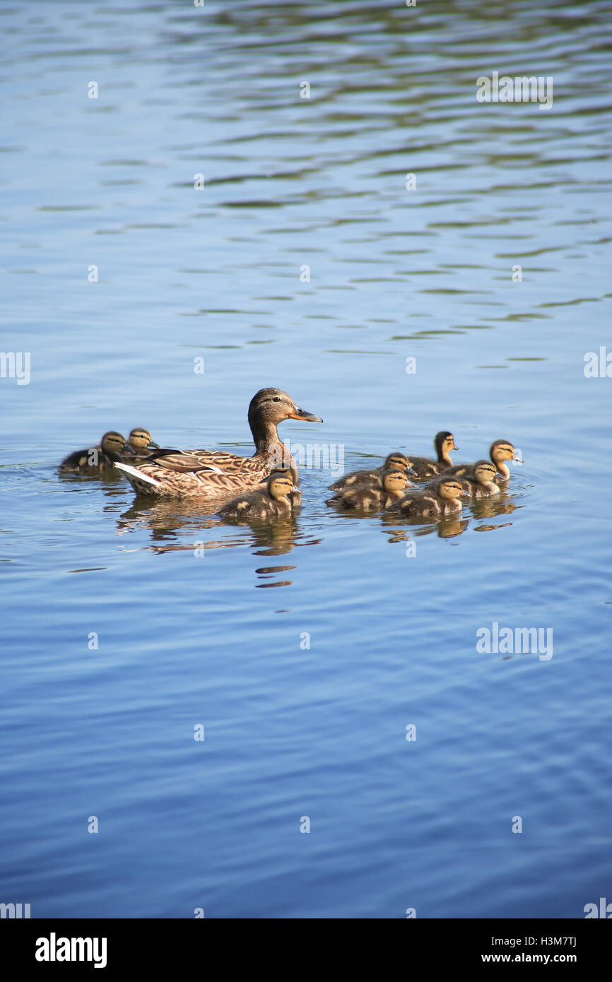 Avec son canard Childs Banque D'Images