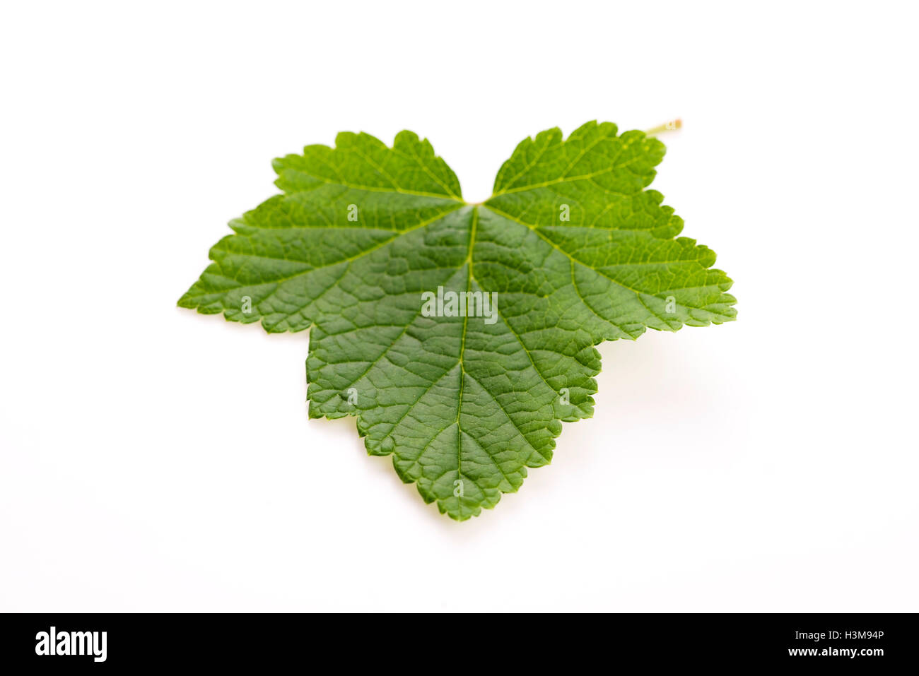 Des feuilles de cassis Banque D'Images