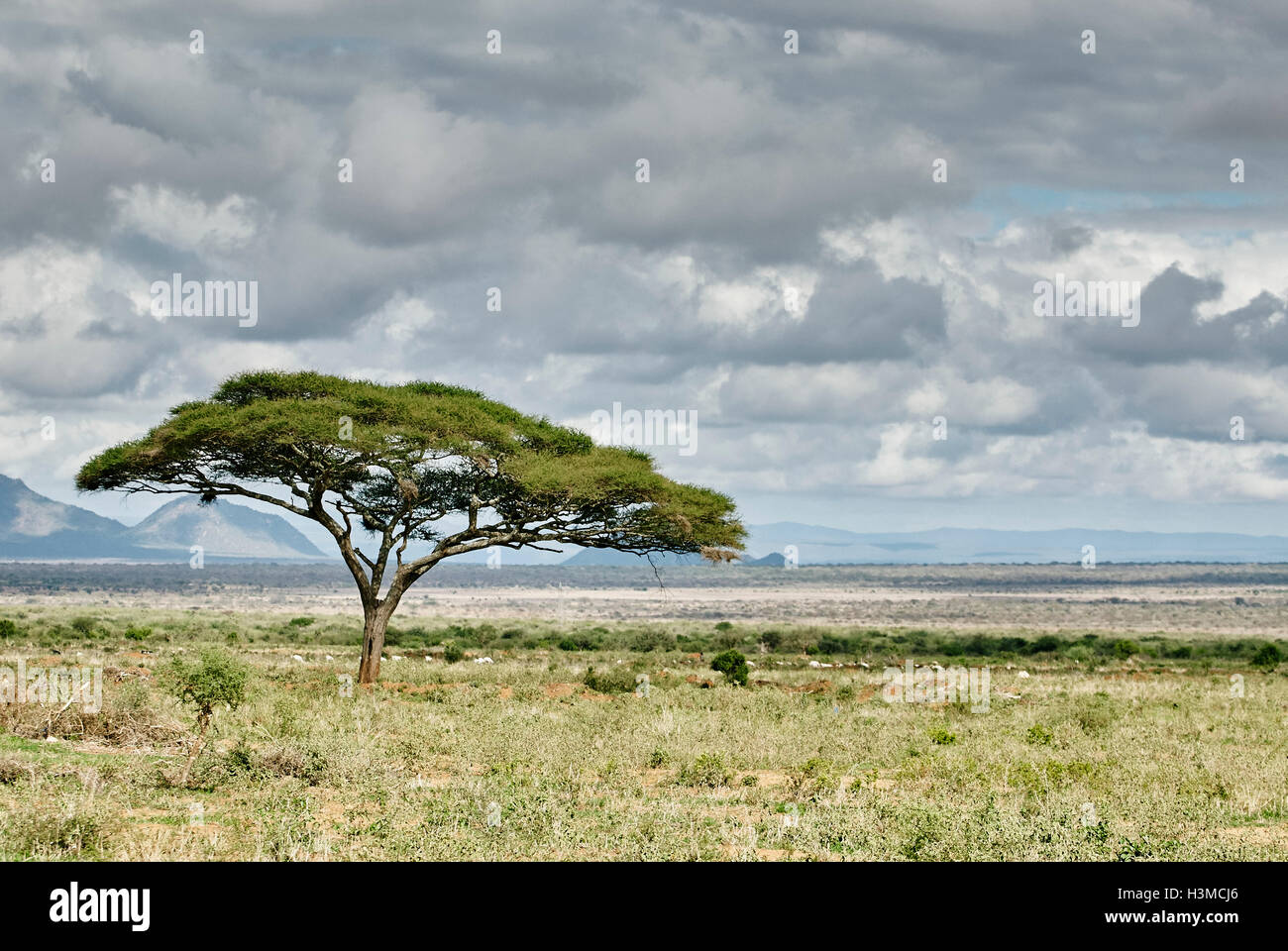 Arbre isolé sur terrain, Tunisie Banque D'Images
