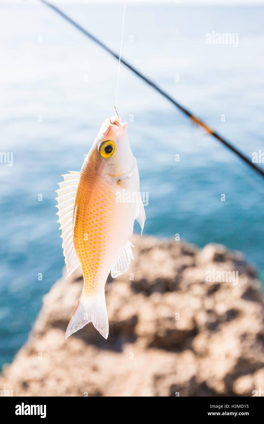 Close up de poisson pris sur l'hameçon, Lombok, Indonésie Banque D'Images