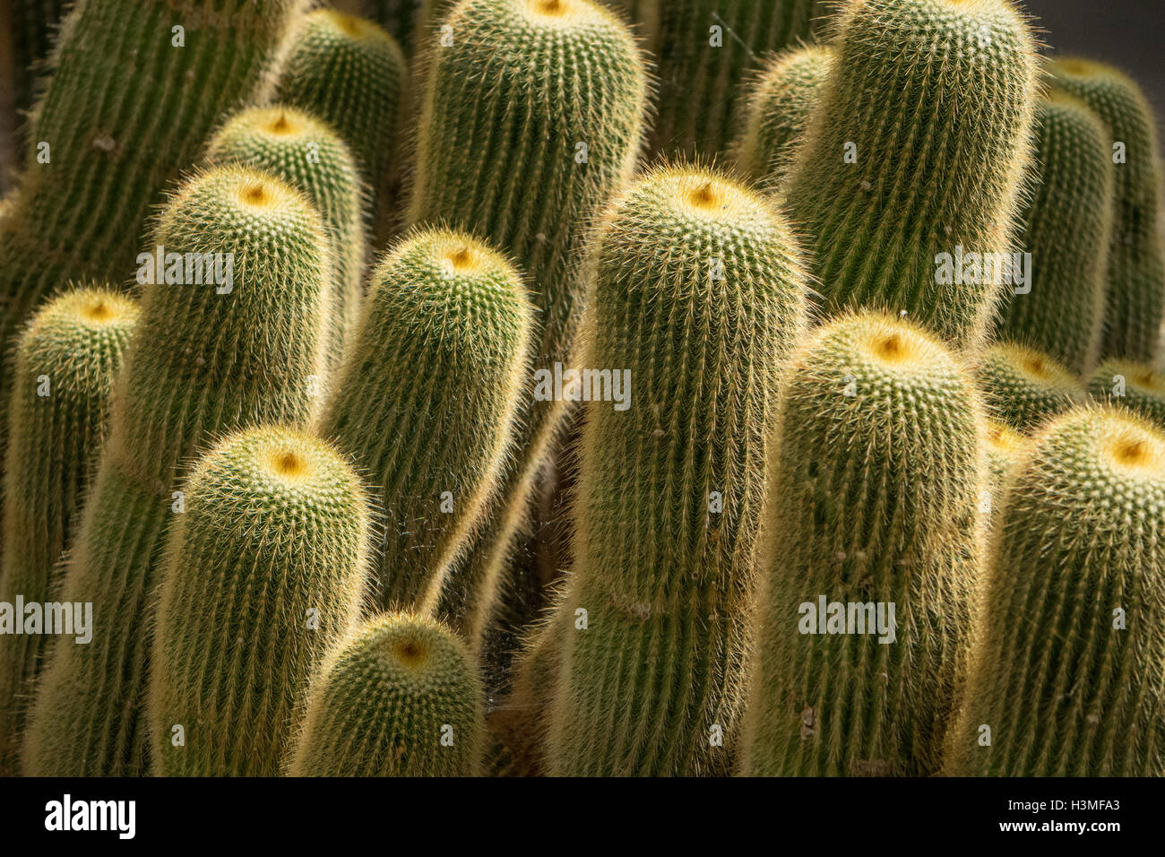 Groupe de cactus Banque D'Images