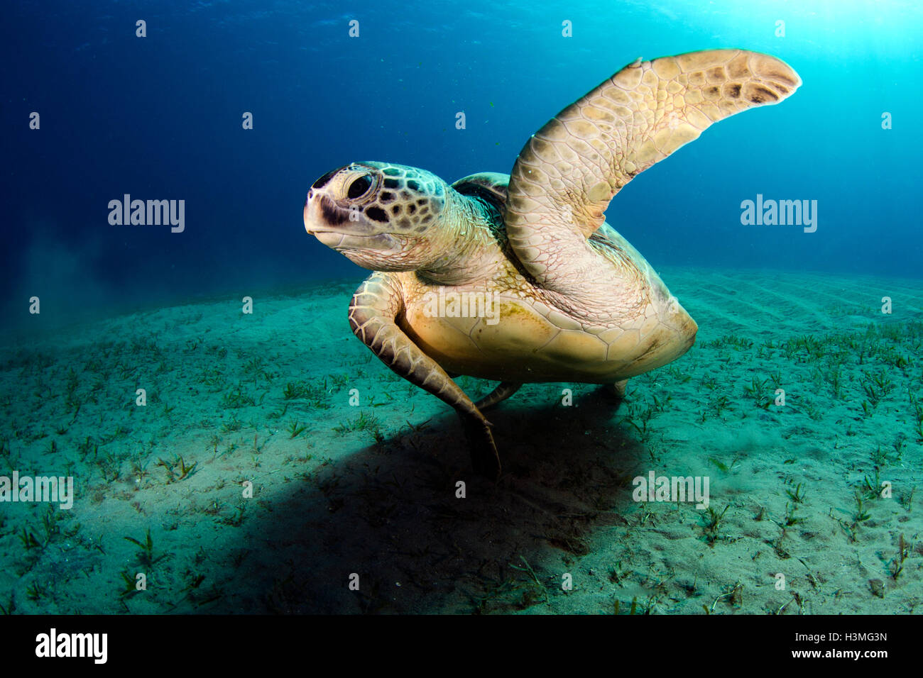 La tortue imbriquée Eretmochelys imbricata Banque D'Images