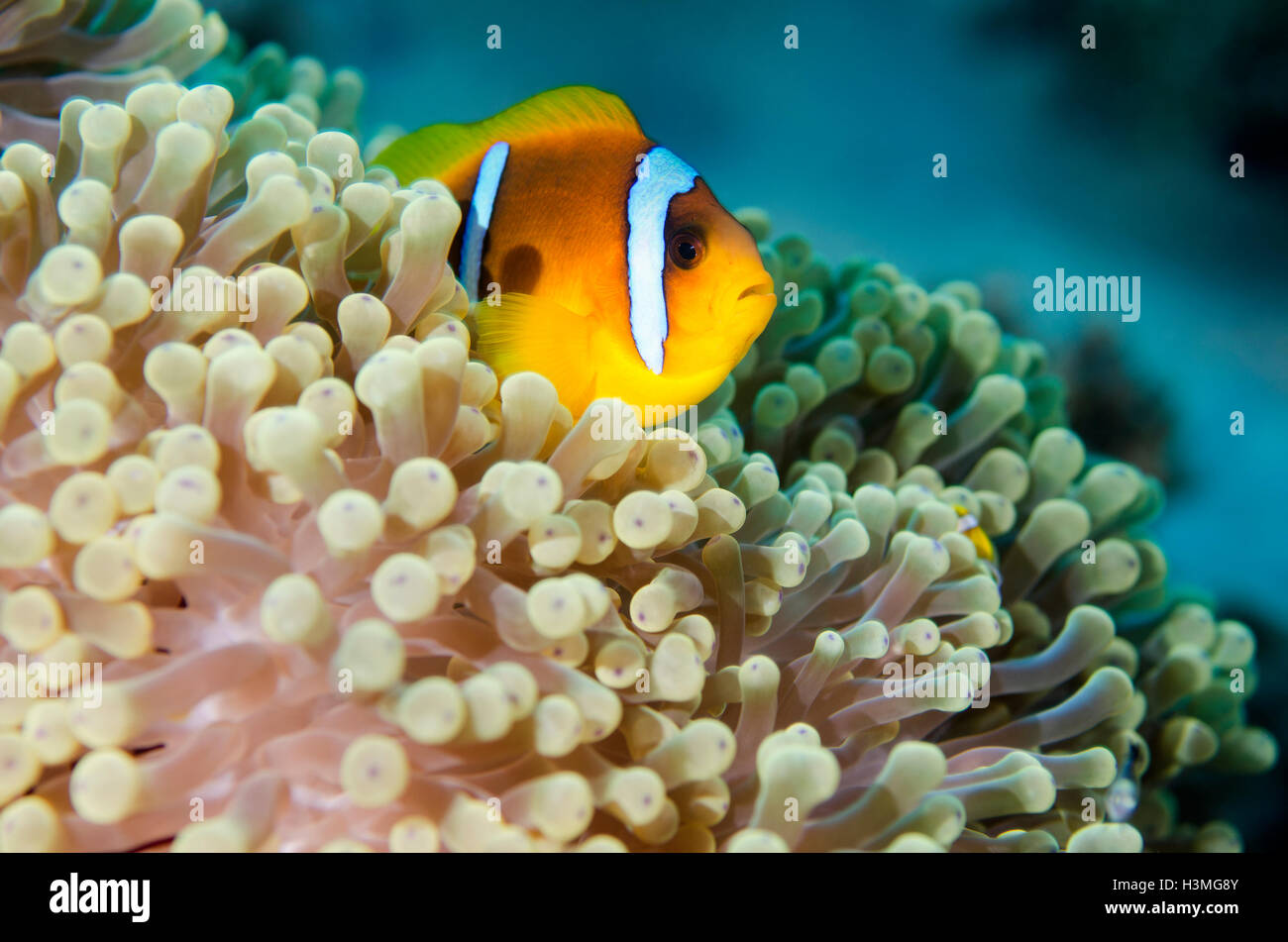 Poisson de l'anémone de mer rouge Banque D'Images
