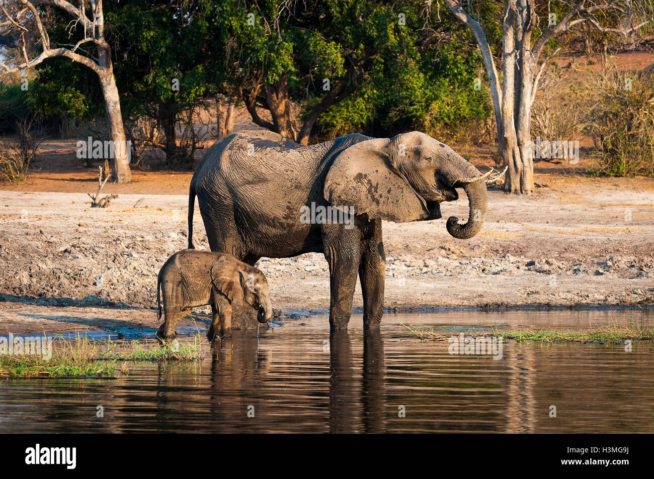 Un éléphant et son cub de l'eau potable dans la rivière Chobe, Parc National de Chobe, au Botswana, l'Afrique Banque D'Images Un éléphant et son cub de l'eau potable dans la rivière Chobe, Parc National de Chobe, au Botswana, l'Afrique Banque D'Images