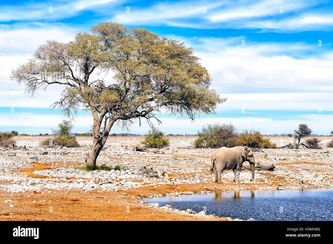 Voir l'éléphant africain de l'eau dans la piscine à l'Etosha National Park. Est un parc national d'Etosha, dans le nord-ouest de la Namibie. Banque D'Images