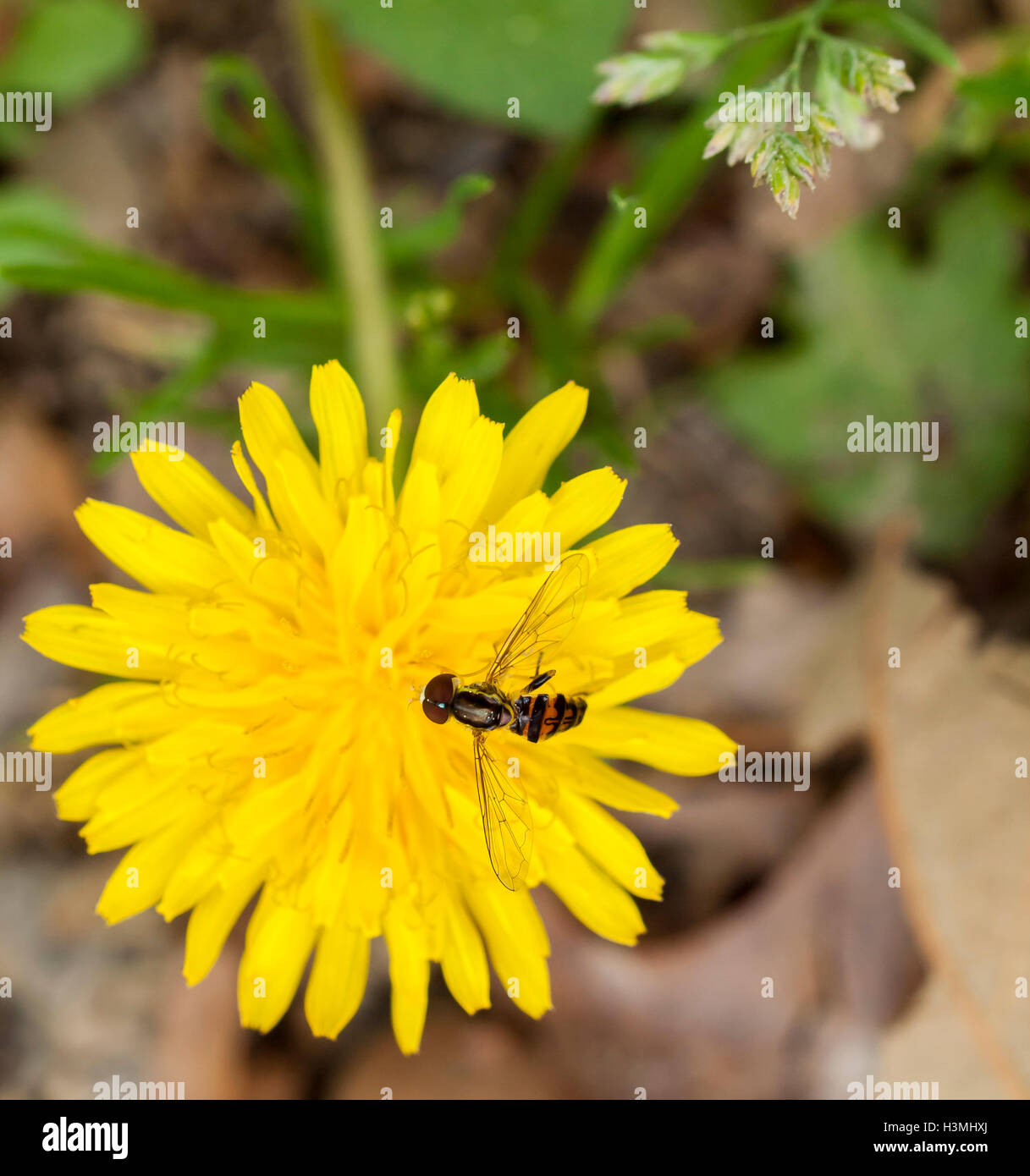 Abeille sur fleur Banque D'Images