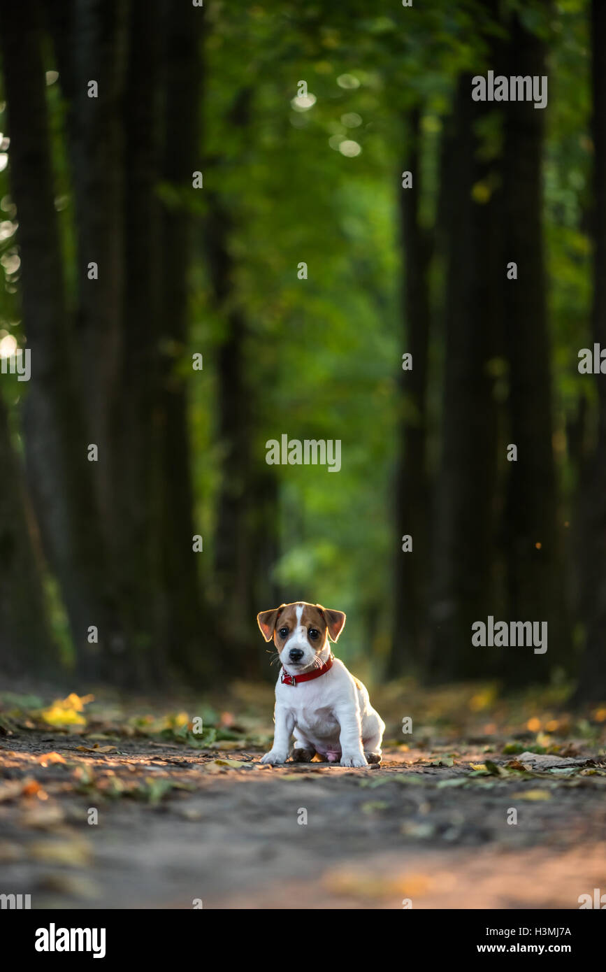 Jack Russel chiot sur l'allée d'automne Banque D'Images