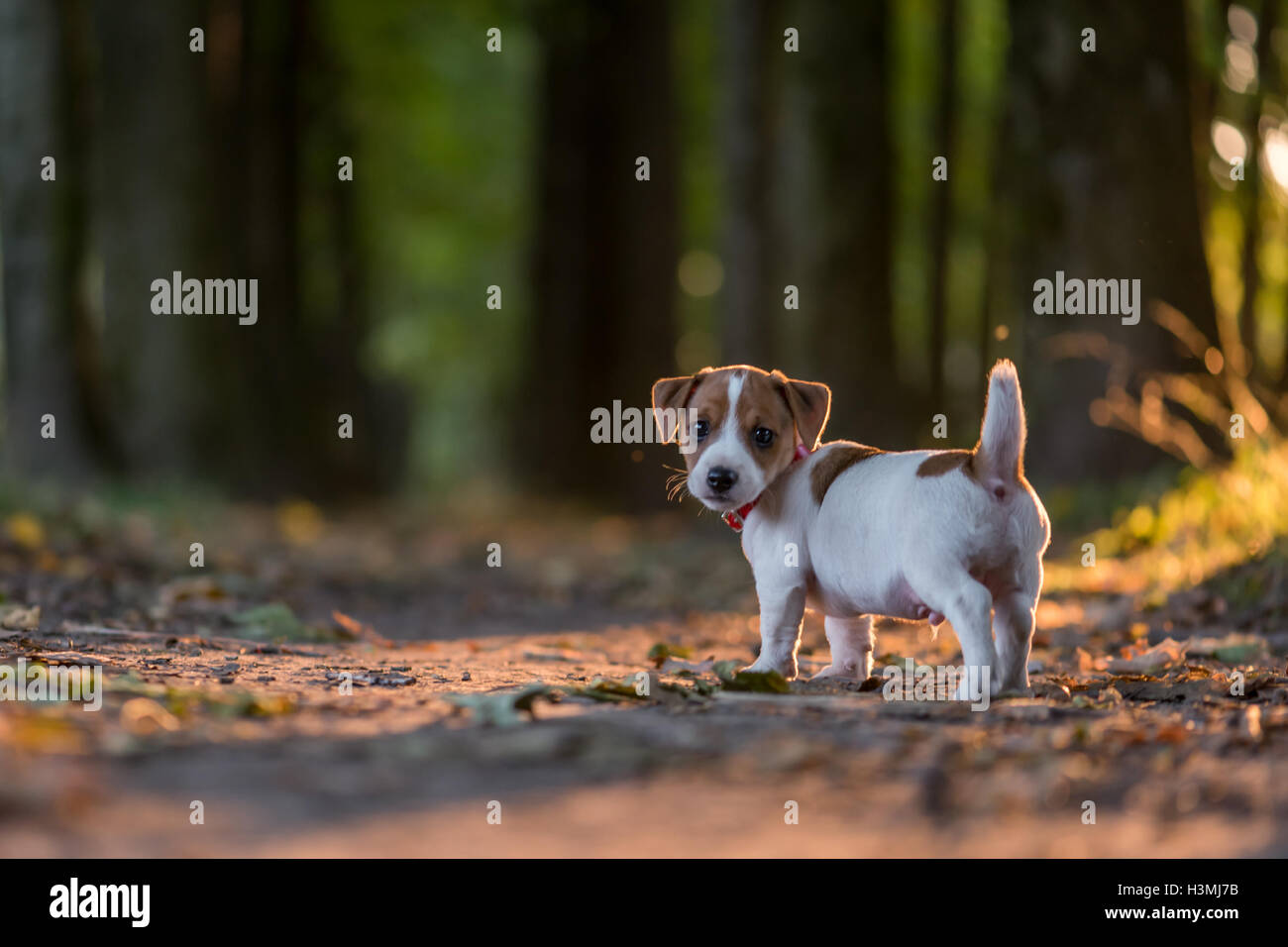 Jack Russel chiot sur l'allée d'automne Banque D'Images
