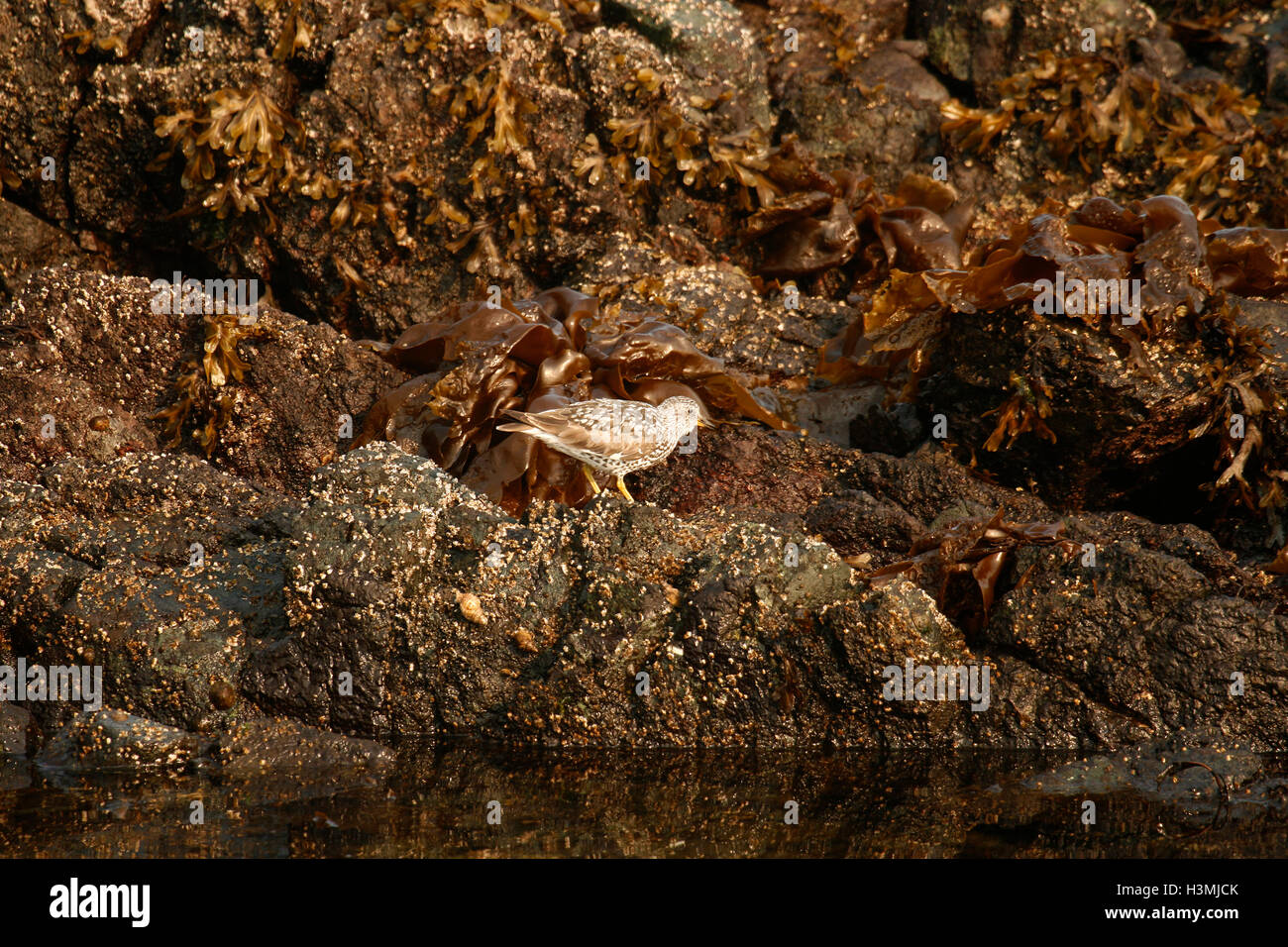 Bécasseau à queue pointue Calidris acuminata,. L'île de Vancouver. La Colombie-Britannique. Canada Banque D'Images