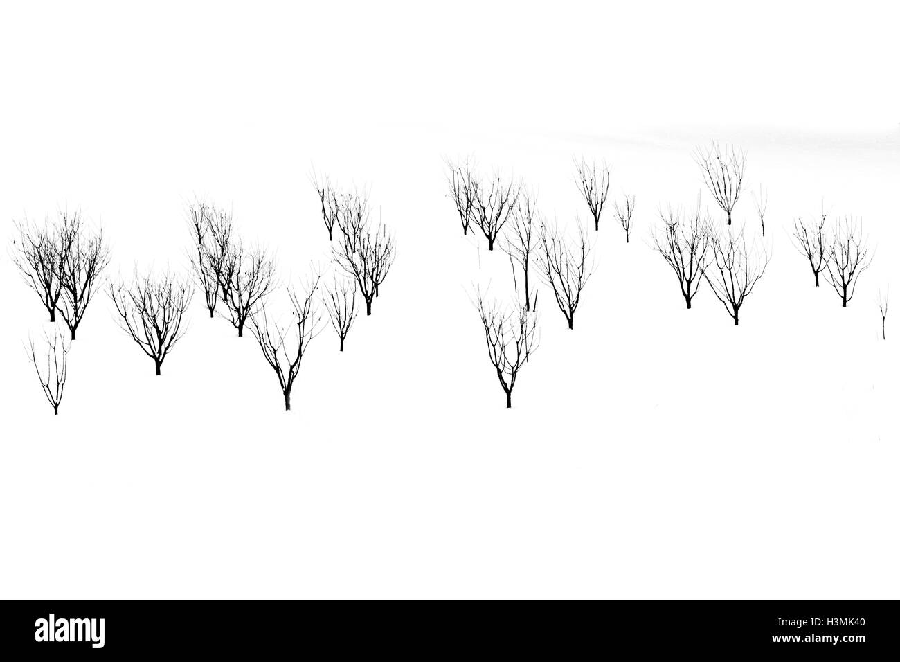 Arbres dans la neige, comme une peinture. Banque D'Images