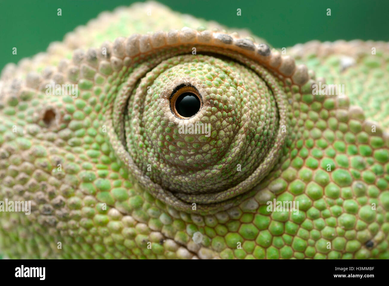 Close up d'un caméléon de taille moyenne, vert Banque D'Images