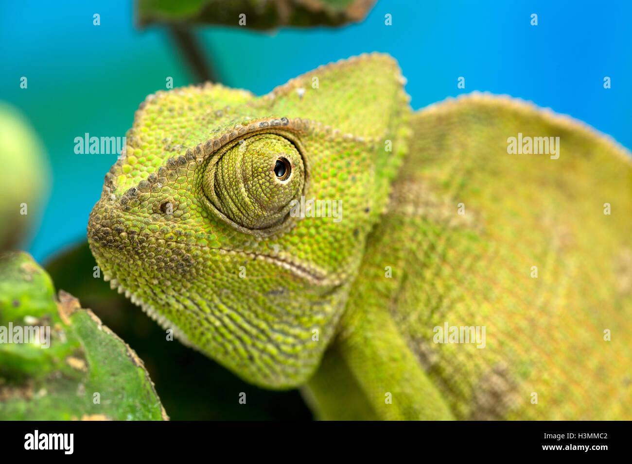 Close up d'un caméléon de taille moyenne, vert Banque D'Images