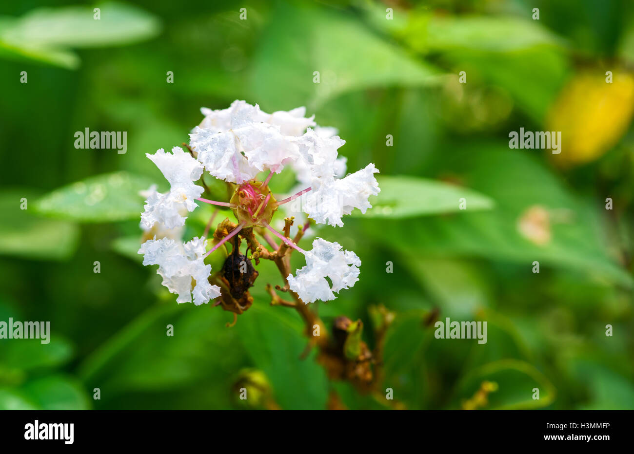 Indien blanc ou blanc Lilas Myrtle dans un jardin Banque D'Images