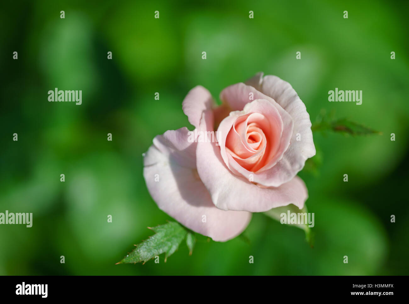 Rose rose qui fleurit dans le jardin par beau temps Banque D'Images
