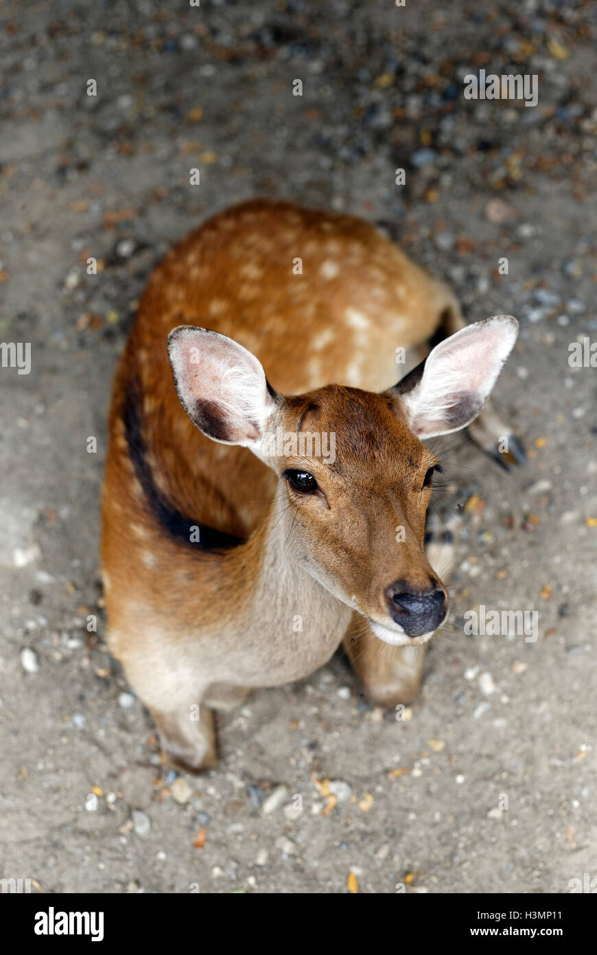 Cerf de Nara Banque D'Images