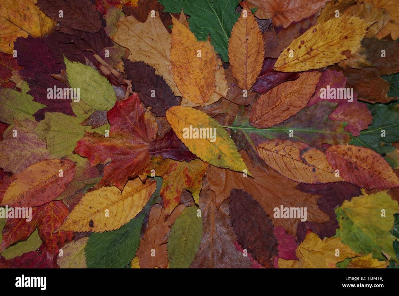 Collection et l'affichage des feuilles d'automne pour montrer la large gamme de formes et couleurs pour s'adapter à la saison ferait un excellent l'art de mur Banque D'Images