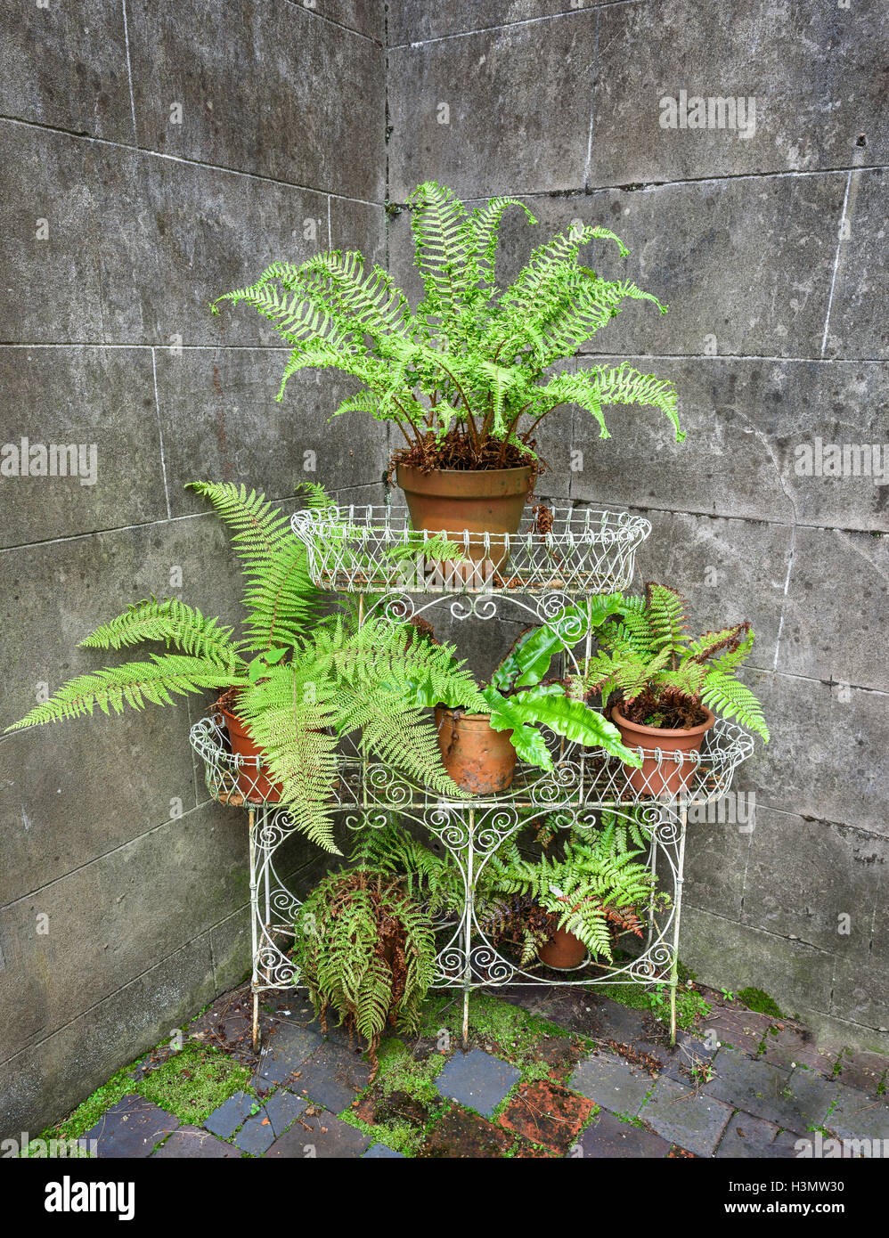 Une exposition de plantes fougère en ancien wire frame sur une terrasse carrelée. Banque D'Images