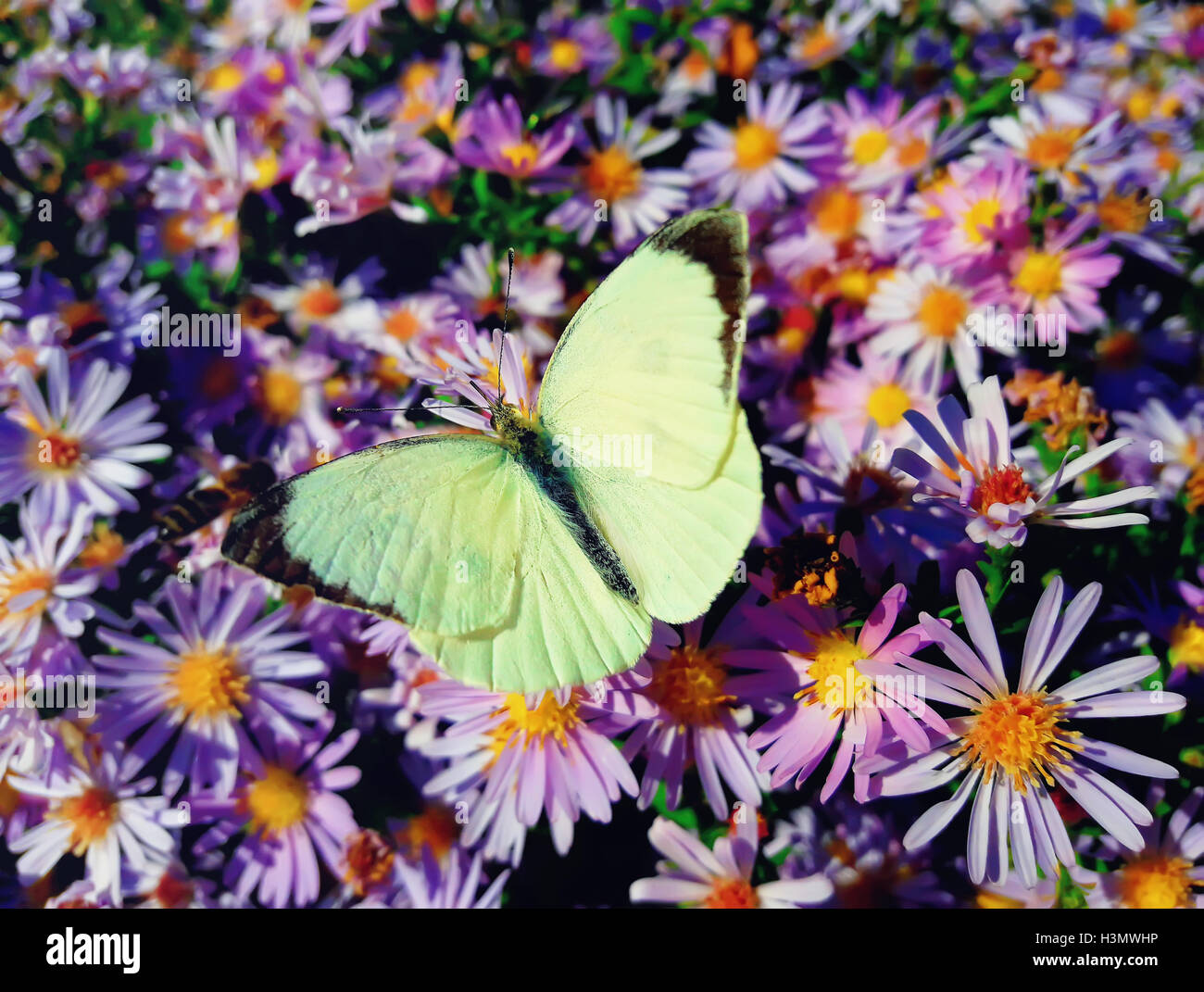 Chou blanc butterfly (Pieris rapae) se trouve sur l'Aster ponceau pré avec les ailes ouvertes Banque D'Images