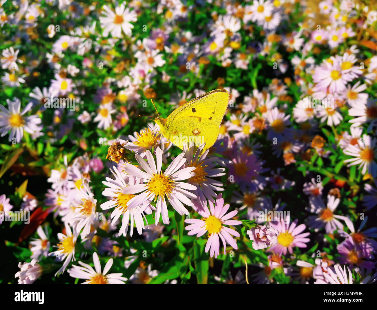 Mignon papillon jaune se nourrissant de nectar chrysanthème mauve Banque D'Images