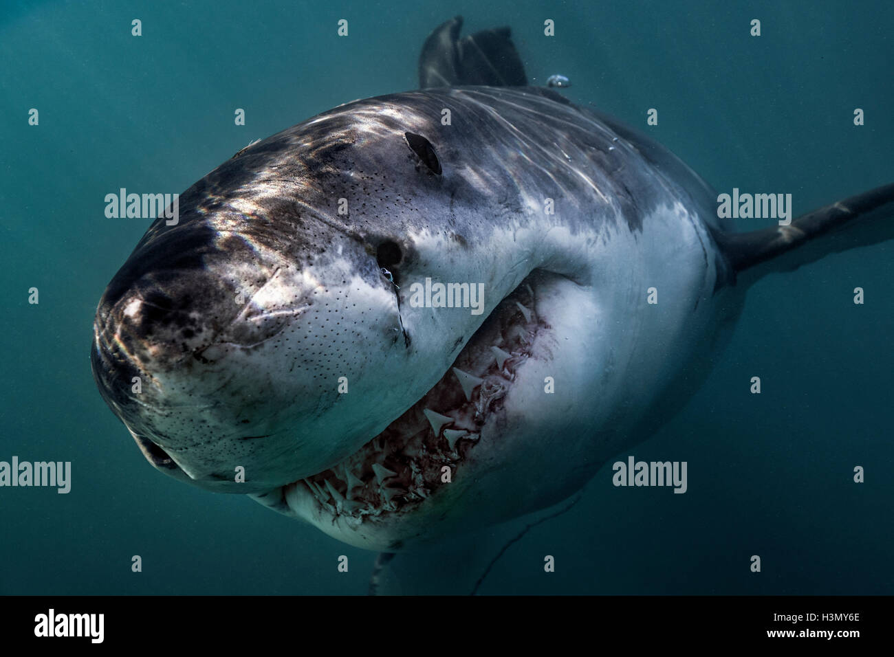 Grand requin blanc (Carcharodon carcharias) nager directement à l'appareil photo, Gansbaai, Afrique du Sud Banque D'Images