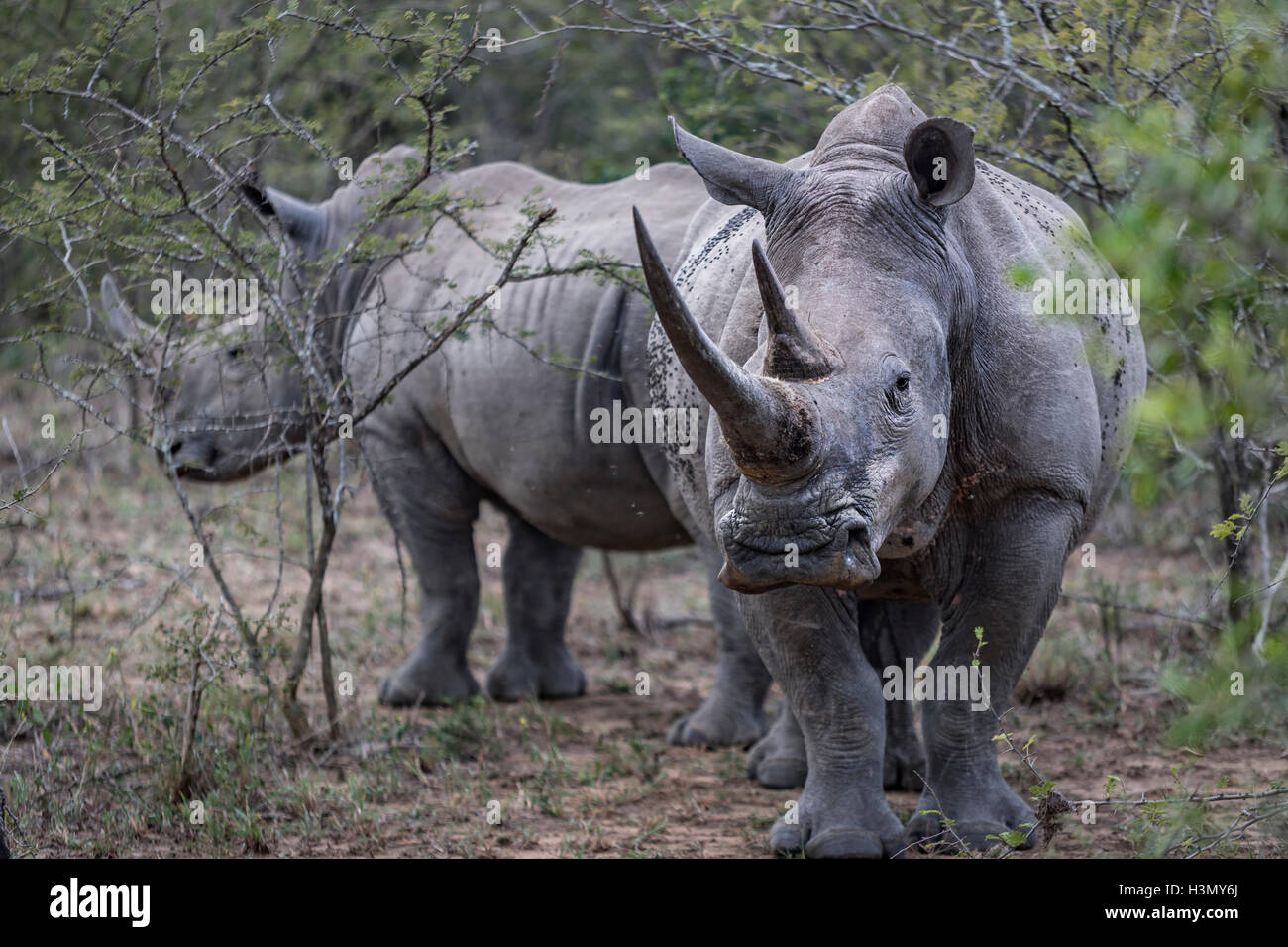 Rhinoceros Blanc En Voie De Disparition Et De Veau Hluhluwe Imfolozi Park Afrique Du Sud Photo Stock Alamy