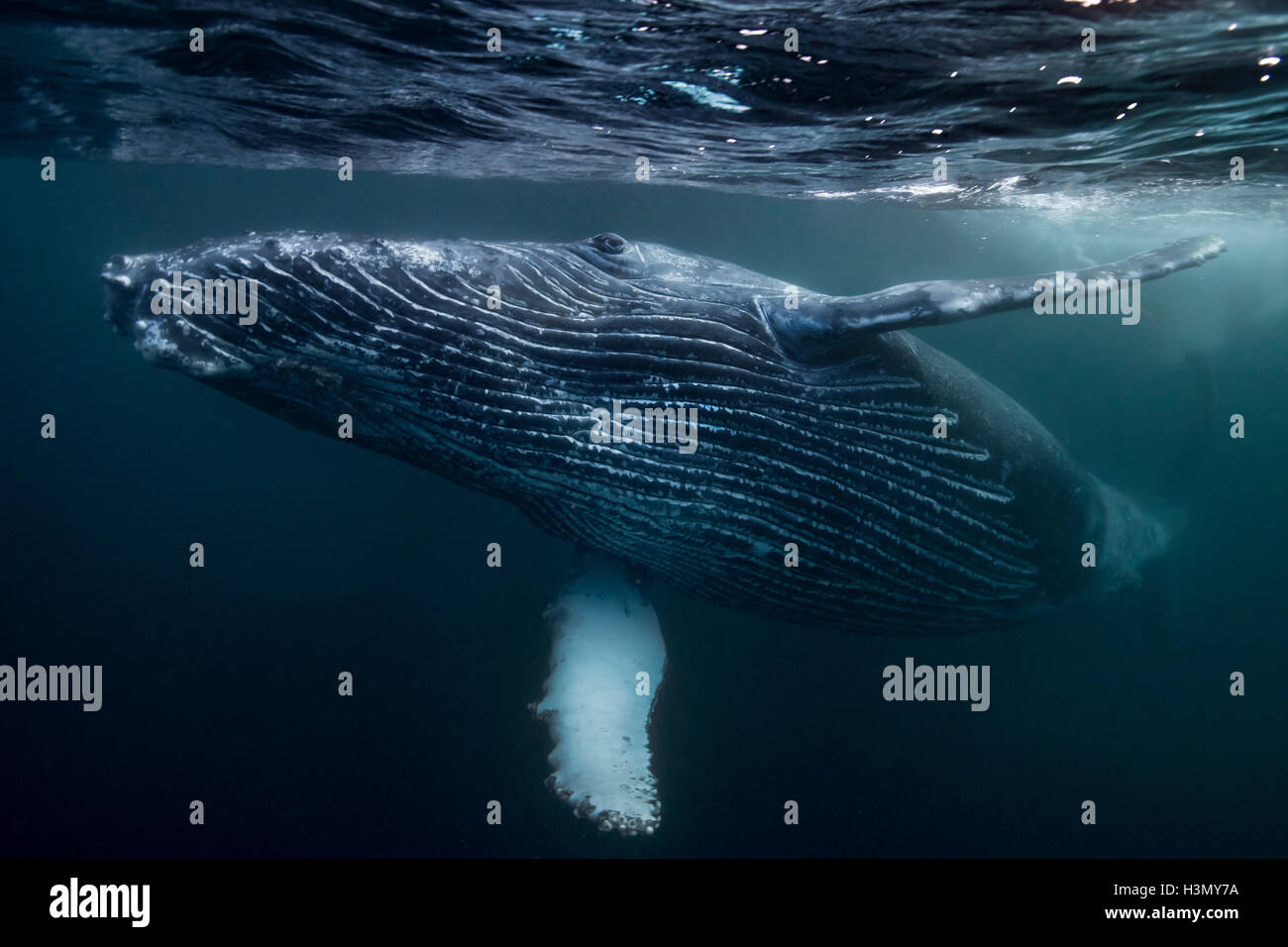 Humpback Whale calf jouant sur la surface de l'océan, Port Saint Johns, Afrique du Sud Banque D'Images