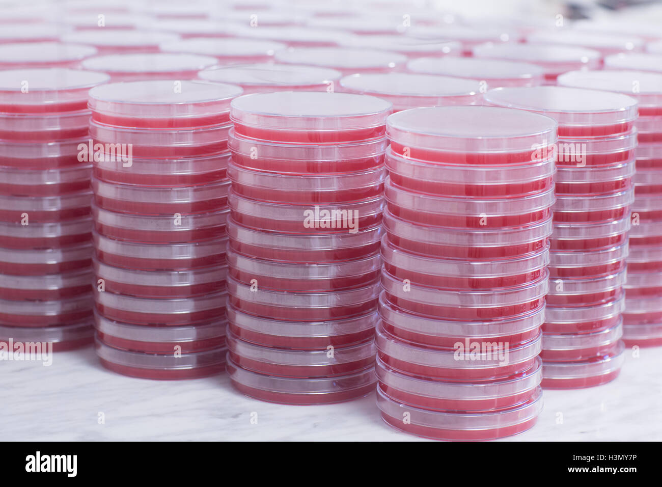 Des piles de boîtes de Pétri Banque D'Images