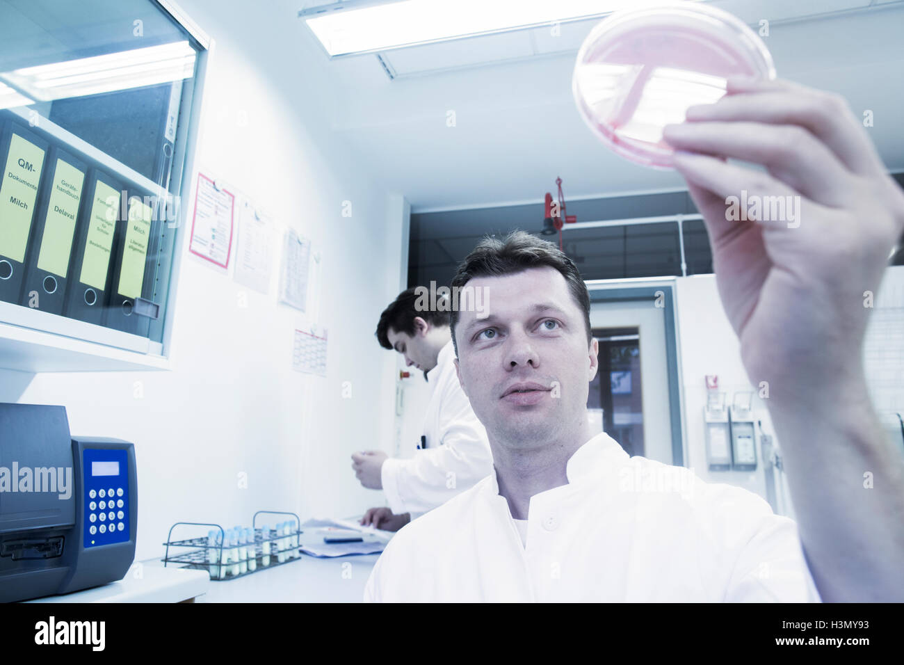 Scientist examining petri dans l'échantillon Banque D'Images