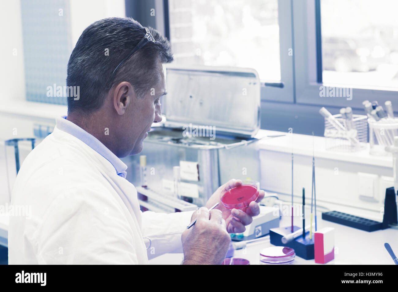 Scientist examining petri dans l'échantillon Banque D'Images