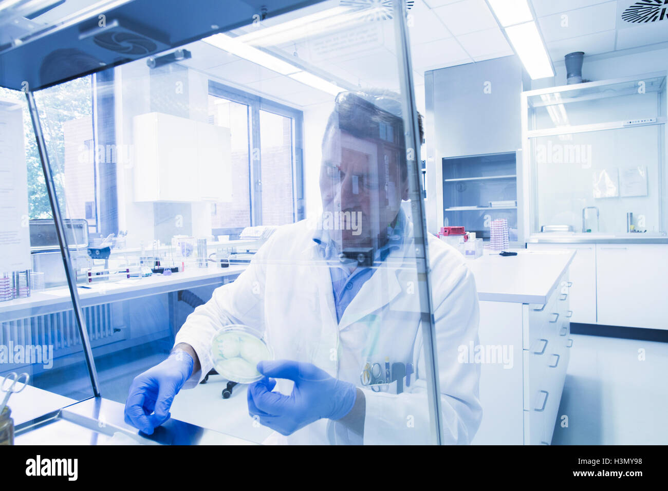 Scientist examining petri à l'intérieur de l'échantillon de laboratoire en Banque D'Images