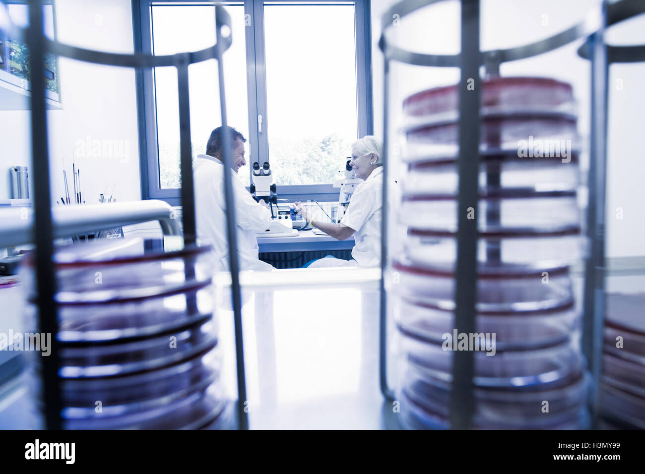 Vue depuis entre les racks de petri de scientifiques chatting in laboratory Banque D'Images