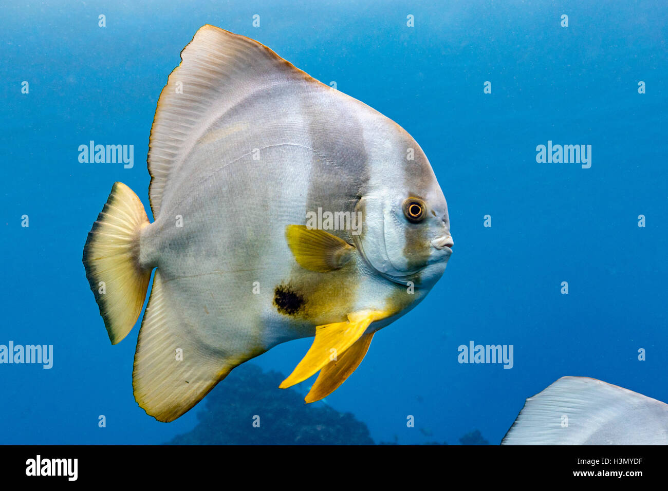 Seul petit (Platax Teira Batfish), Afrique du Sud, d'Aliwal Shoal Banque D'Images