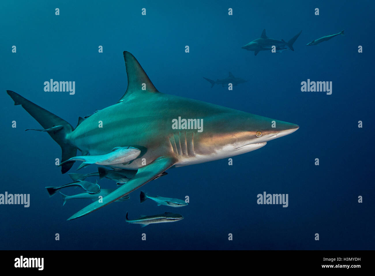 Oceanic Blacktip Shark (Carcharhinus limbatus) encerclant la proie d'Aliwal Shoal,, Afrique du Sud Banque D'Images