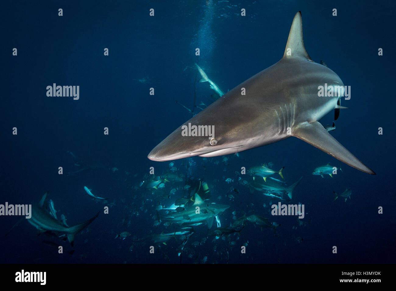 Oceanic Blacktip requins (Carcharhinus limbatus) encerclant, appâts, Afrique du Sud Aliwal Shoal Banque D'Images