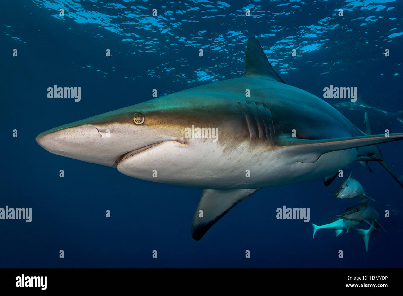 Oceanic Blacktip Shark (Carcharhinus limbatus) encerclant la proie d'Aliwal Shoal,, Afrique du Sud Banque D'Images