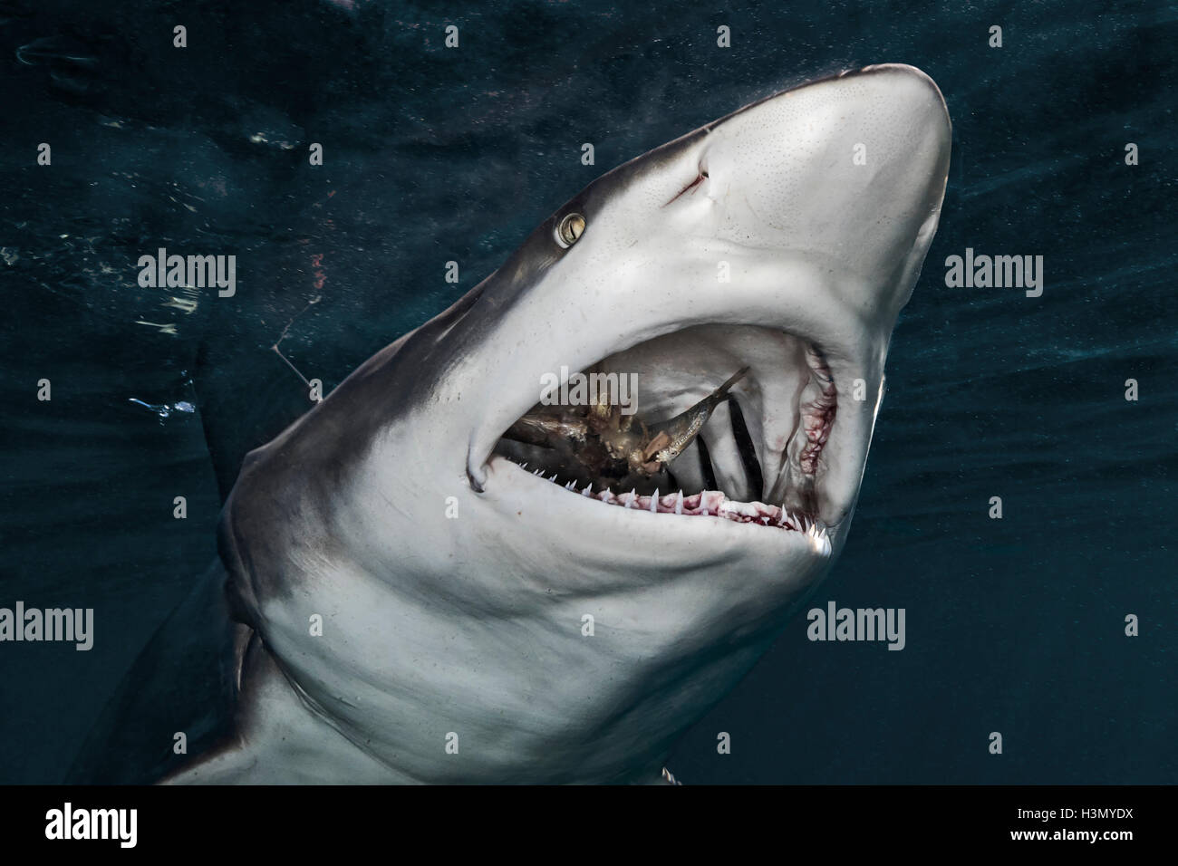 Oceanic Blacktip Shark (Carcharhinus limbatus) manger, proie, Afrique du Sud Aliwal Shoal Banque D'Images