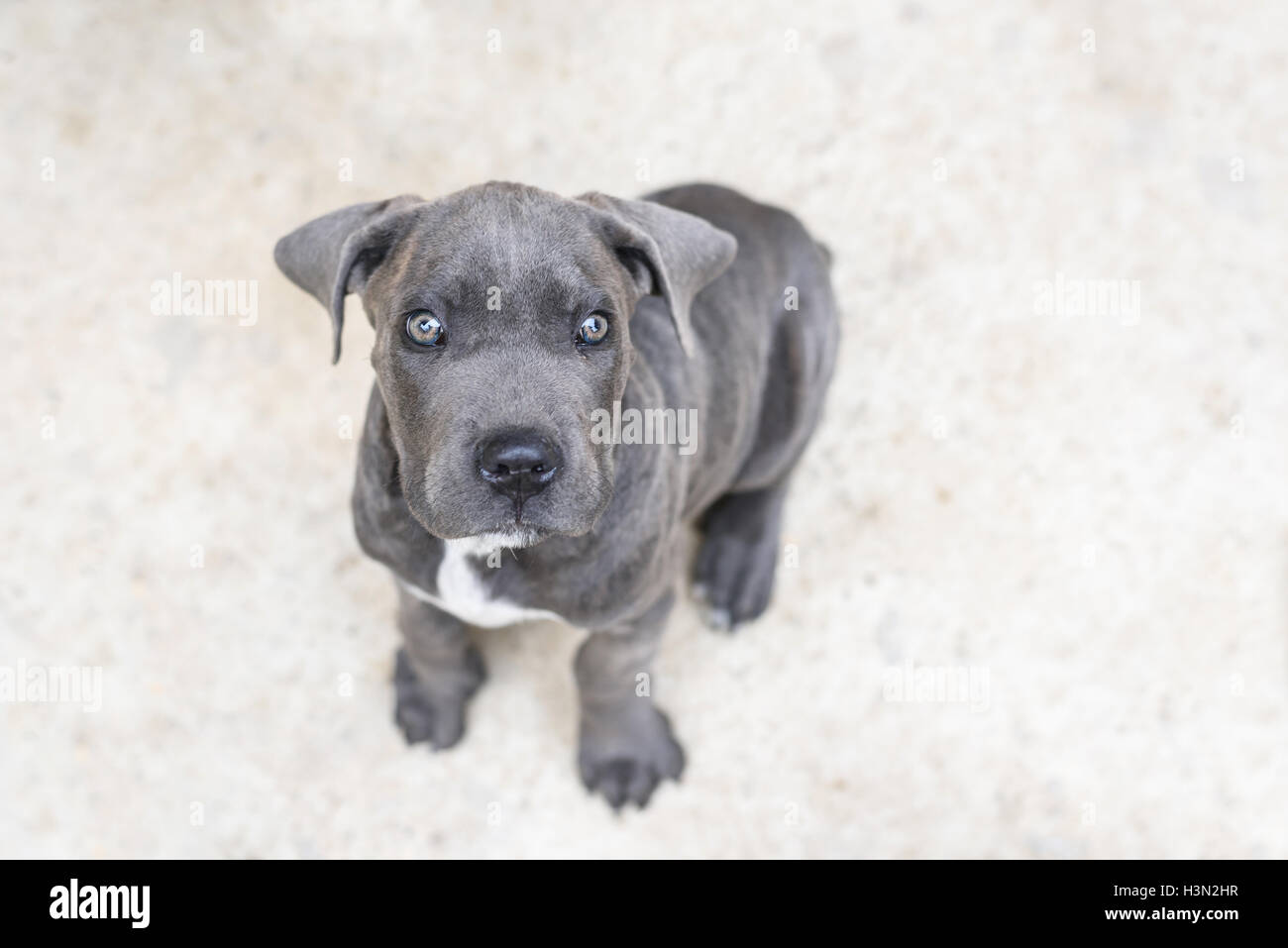Adorable Chiot Cane Corso Gris Close Up Jusquà Vers Lappareil