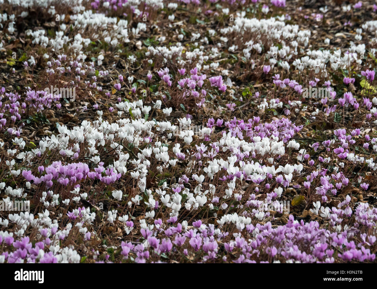 Cyclamen persicum (sauvages) en pleine floraison Banque D'Images