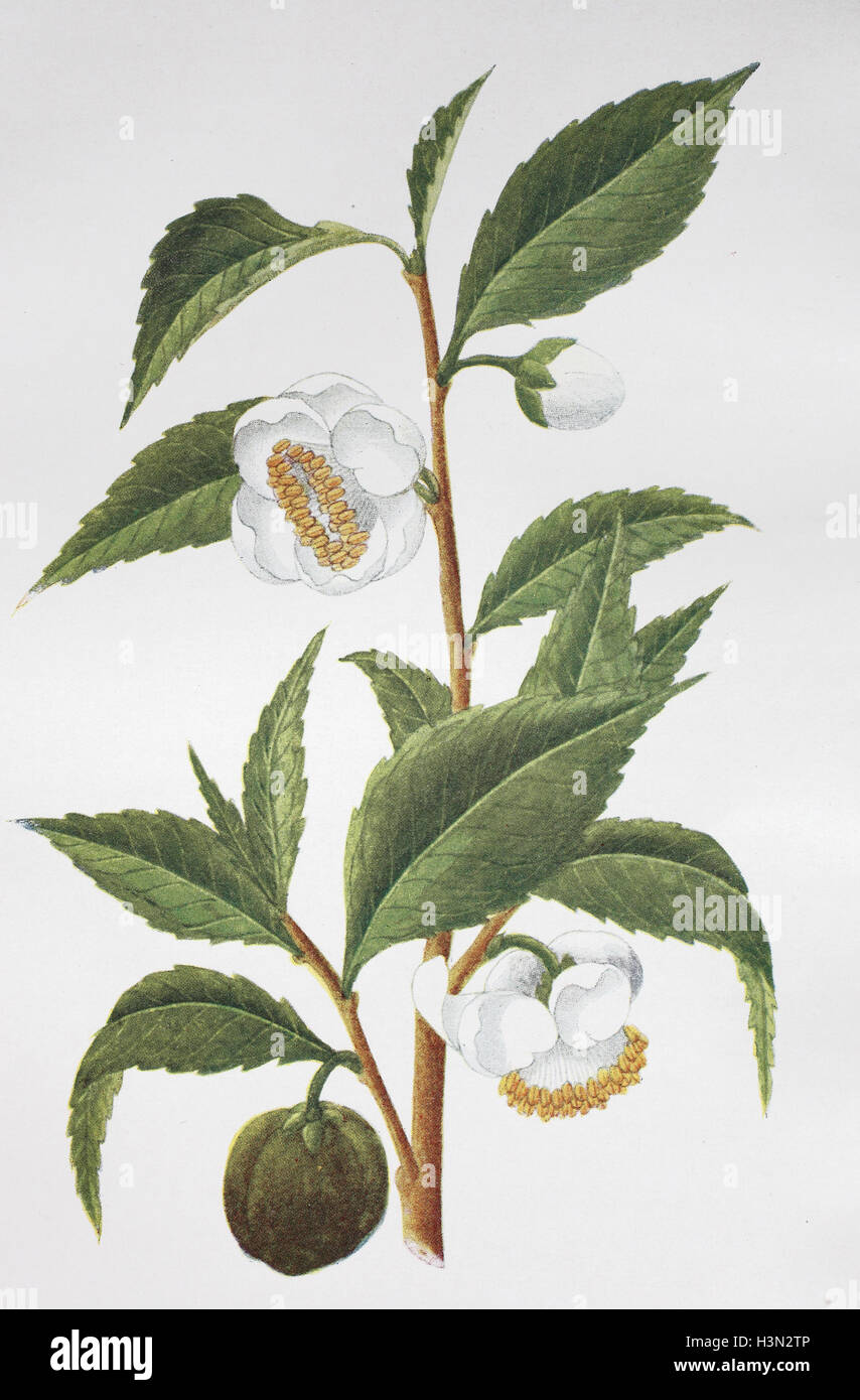 Teaplant, thé, Thea chinensis, illustration historique, 1880 Banque D'Images