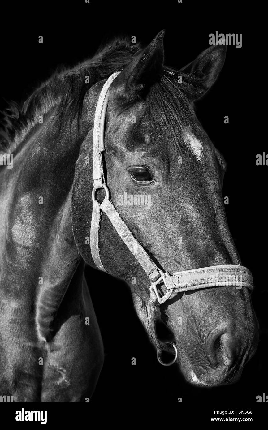 Portrait cheval noir sur le fond sombre Banque D'Images
