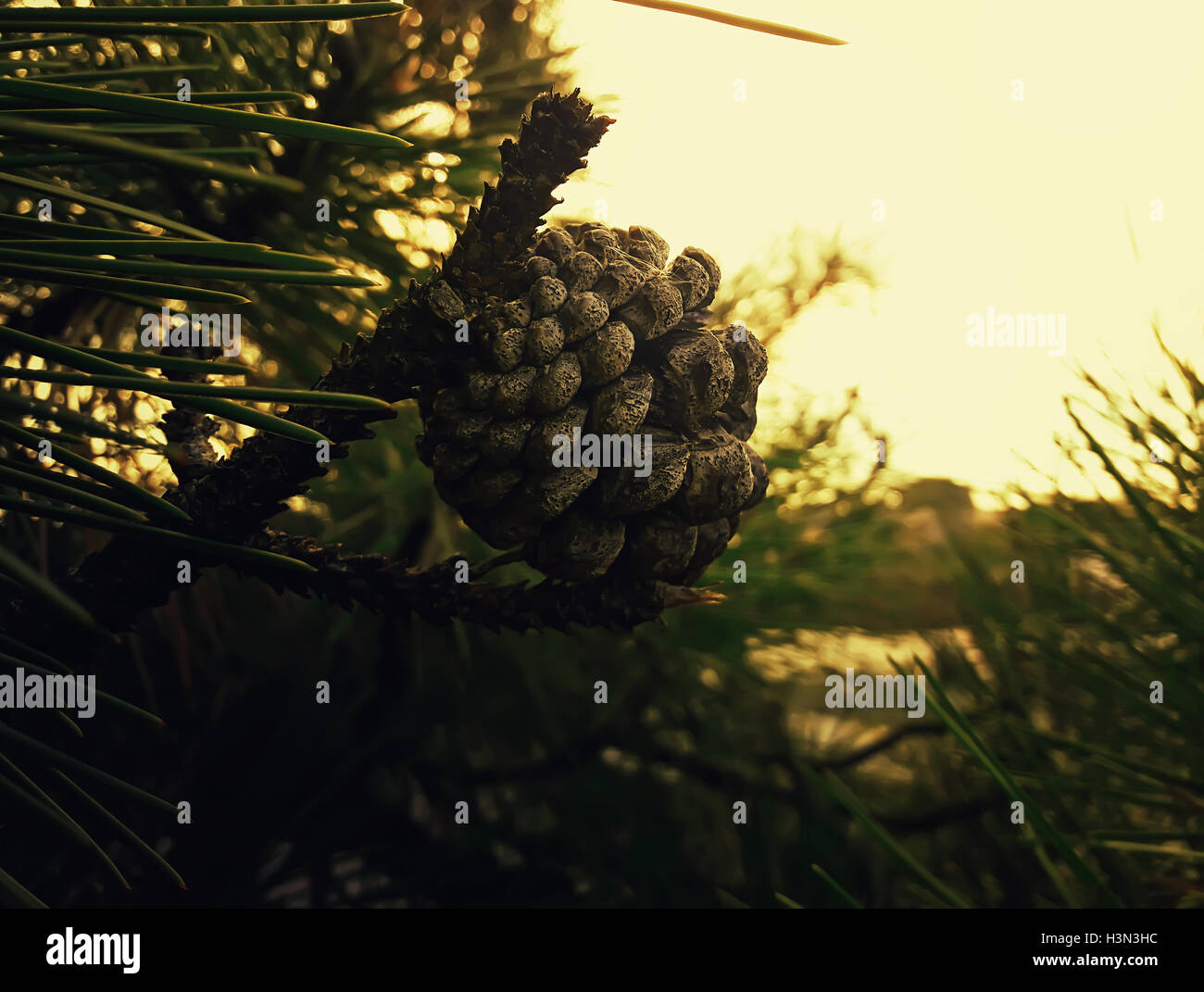 Old Pine Cone croissant sur la branche entre les aiguilles de l'arbre dans la forêt Banque D'Images