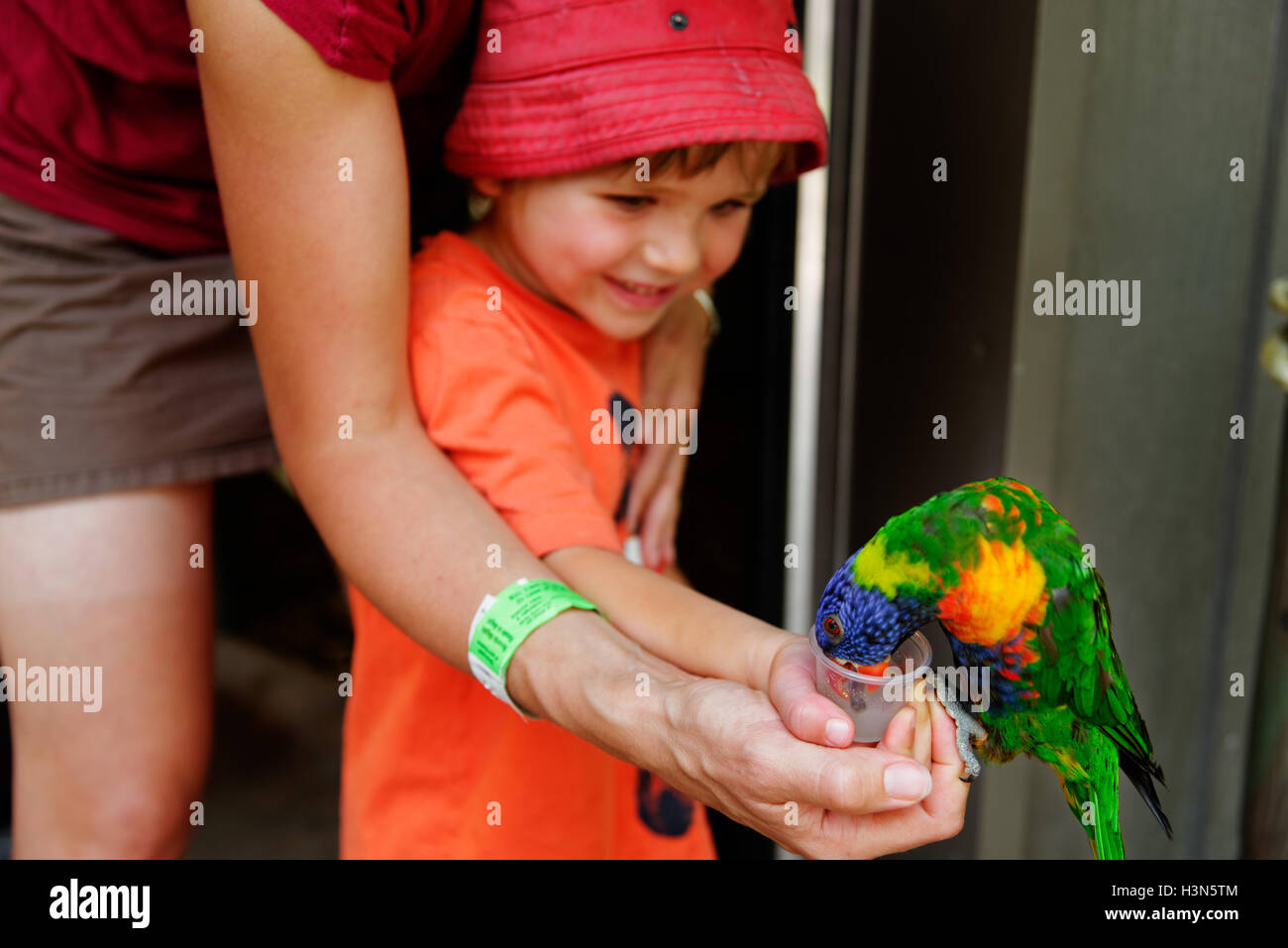 Un jeune garçon (4 ans) l'alimentation de la Rainbow loriquets verts au Zoo de Granby Québec Canada Banque D'Images
