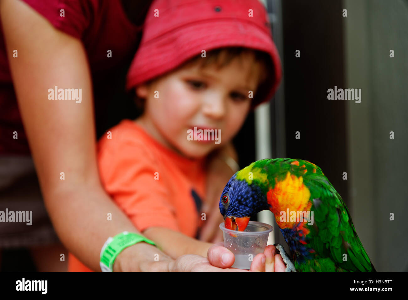 Un jeune garçon (4 ans) l'alimentation de la Rainbow loriquets verts au Zoo de Granby Québec Canada Banque D'Images
