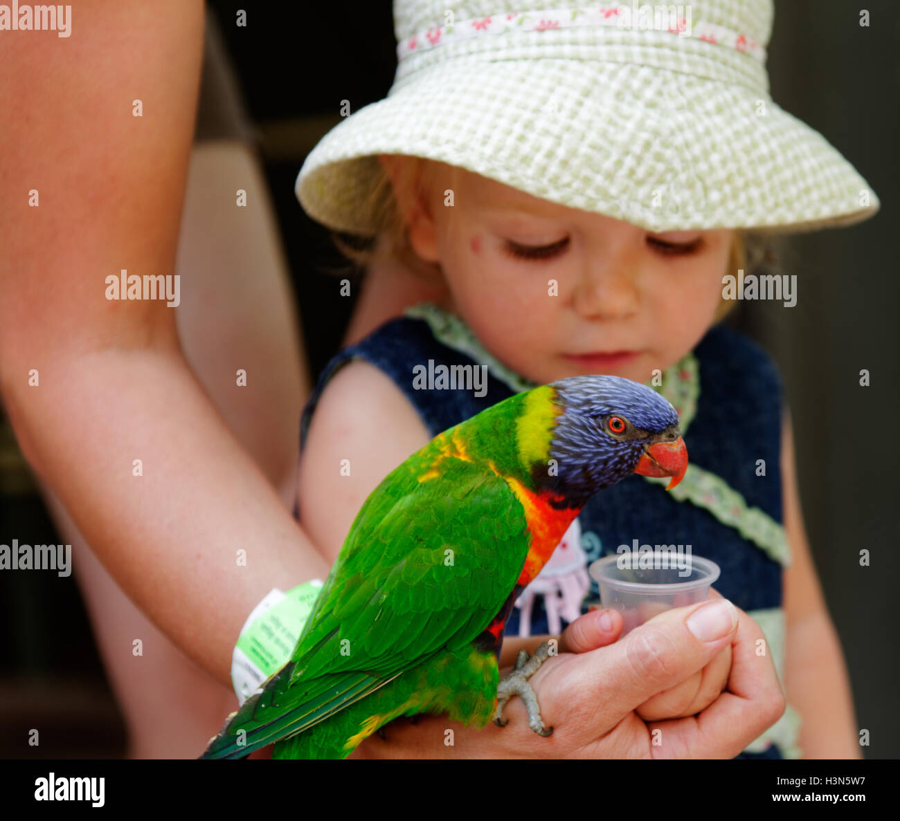 Une jeune fille (2 ans) l'alimentation de la Rainbow loriquets verts au Zoo de Granby Québec Canada Banque D'Images