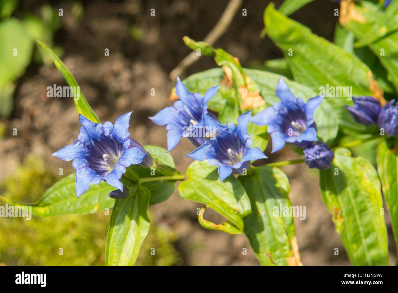 Gentiana macrophylla, grande gentiane à feuilles Banque D'Images