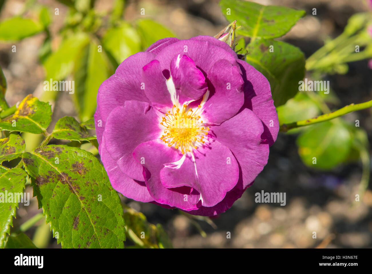 Rosa Rhapsody Rosa rhapsody in blue Banque de photographies et d’images à haute ...