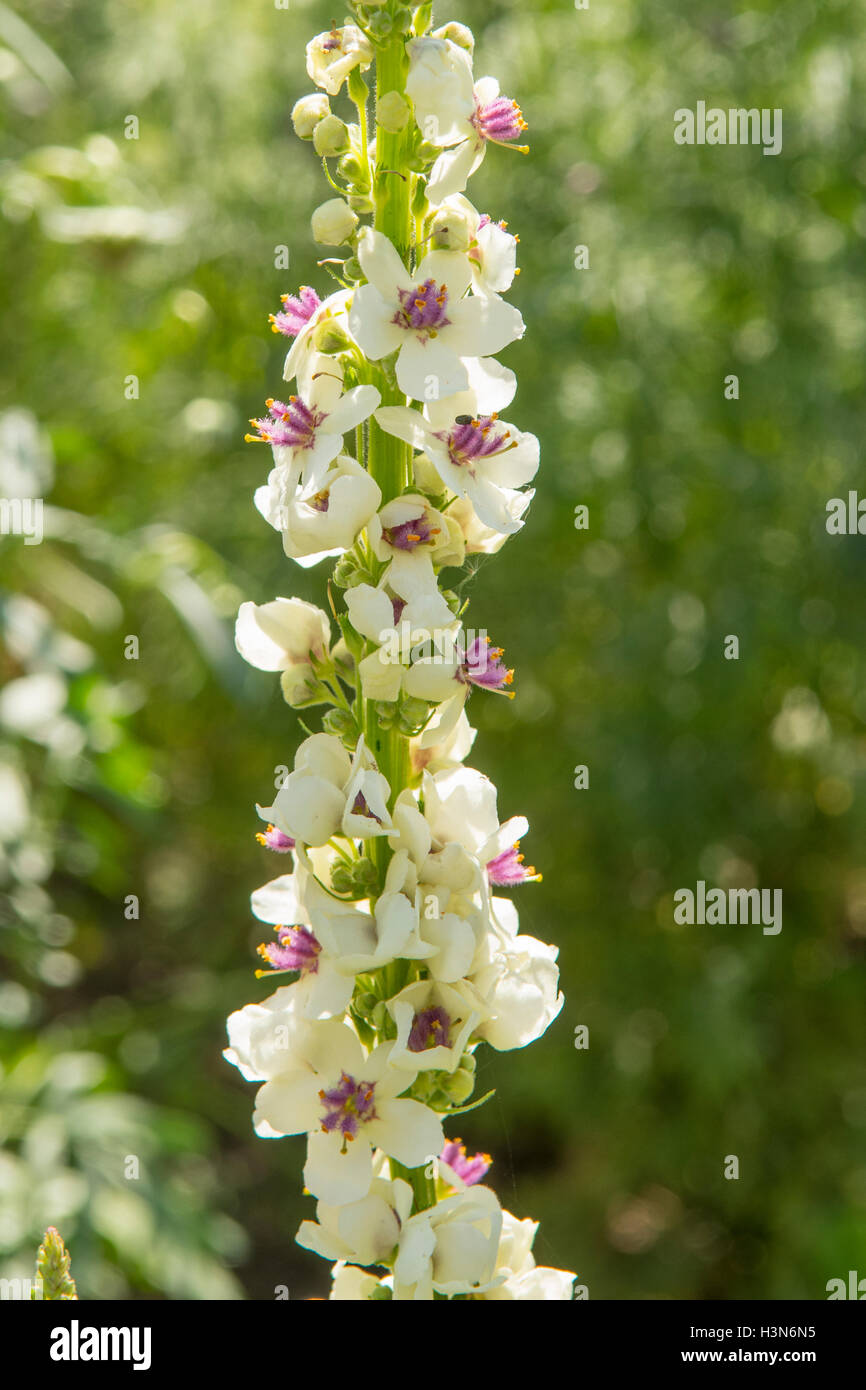 Blanc, Verbascum chaixii Molène à feuilles d'Ortie Banque D'Images