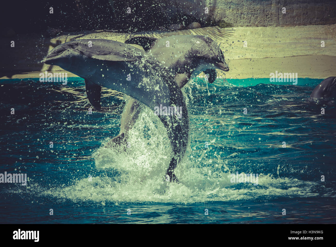 Saut du dauphin hors de l'eau dans la mer Banque D'Images