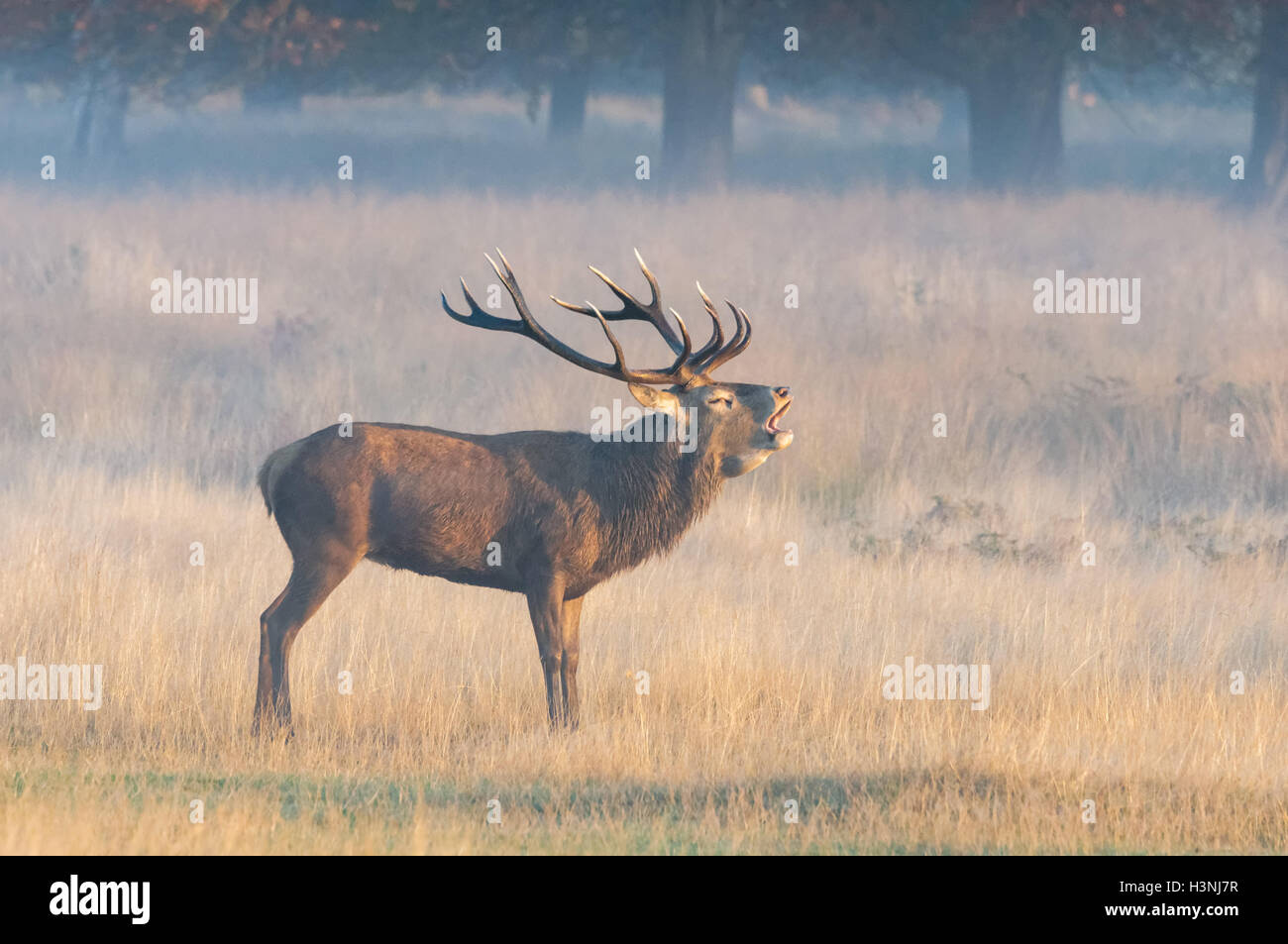 Le cerf rouge ronronne le matin misty Banque D'Images